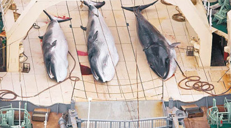 日本每年均以科研為名，大舉捕殺鯨魚。