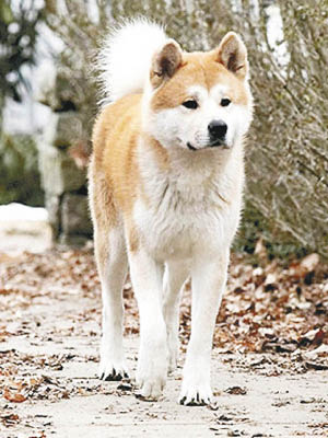 日本國內養秋田犬的人愈來愈少。（互聯網圖片）