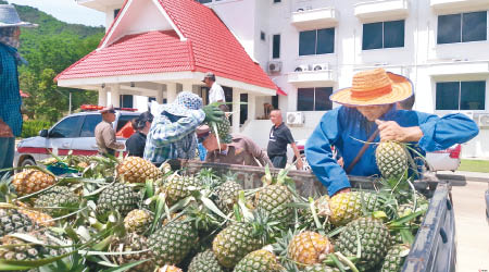 帕達納向農民大舉收購菠蘿。（互聯網圖片）