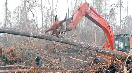 紅毛猩猩試圖阻止挖土機。（互聯網圖片）