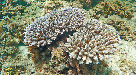團隊發現移植區域長出新珊瑚。（互聯網圖片）