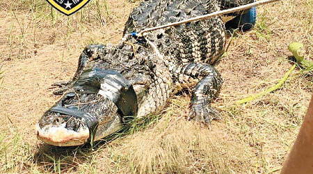 涉嫌咬死松木的鱷魚被獵殺。（警方圖片）