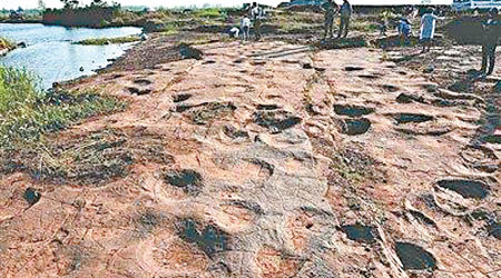 山東郯城縣發現的大型恐龍足迹群，有三百多個恐龍足迹。（互聯網圖片）