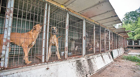 動物權益分子希望裁判可為全面禁止吃狗肉鋪路。