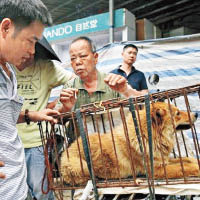 愛狗人士難忍狗隻被殘害。（互聯網圖片）