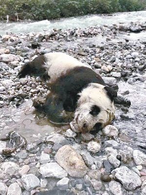 大熊貓伏屍河邊石灘。（互聯網圖片）