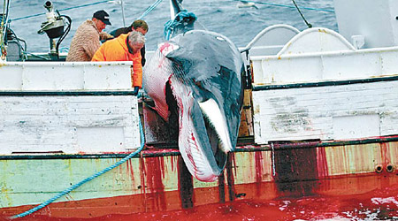 冰島的漁民捕殺鯨魚。（美聯社圖片）