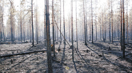 瑞典<br>瑞典有森林被山火燒毀。（美聯社圖片）