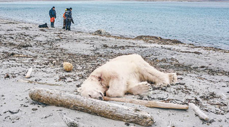 北極熊遭護衞槍殺，屍首倒在岸邊。（美聯社圖片）