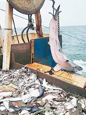 船員用繩索綁住鯊魚尾巴，將牠吊起放回水中。（互聯網圖片）