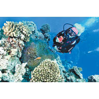 大堡礁是世界七大自然奇觀之一，亦是潛水勝地。（互聯網圖片）