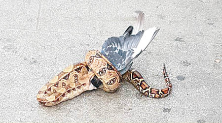 倫敦街頭有蛇纏住鴿子，疑為棄養寵物蛇。（互聯網圖片）