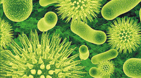 抗藥性耳道假絲酵母菌可致命。（互聯網圖片）