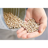 美國大豆成為中國加徵關稅的重點對象之一。