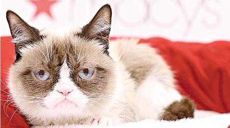 不爽貓（Grumpy Cat）<br>年收入：900萬英鎊（約9,200萬港元）