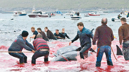 民眾大量捕殺領航鯨。（互聯網圖片）