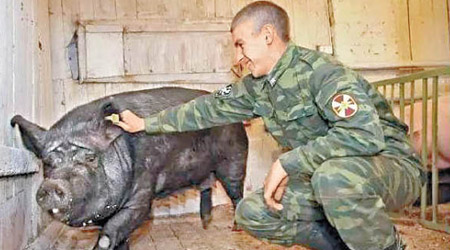 俄國養豬業人士希望豬肉出口到中國。（互聯網圖片）