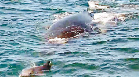 海豚（下）突然介入，讓座頭鯨母子得以脫險。（互聯網圖片）