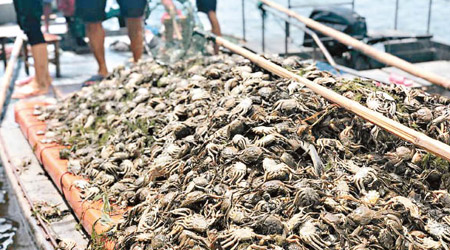洪澤湖入湖河流中有 大量污水過境，導致大批大閘蟹死亡。（互聯網圖片）