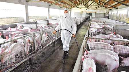 內地多市爆發非洲豬瘟疫情，各地加強豬欄消毒工作。（互聯網圖片）