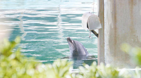 樽鼻海豚「甜心」在水池內顯得沒精打采。（互聯網圖片）