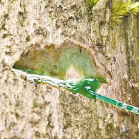 藍綠色樹汁含重金屬鎳。（互聯網圖片）