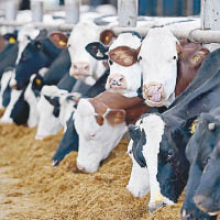 浮動乳牛牧場將開設於鹿特丹市的海港。