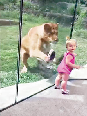 獅子隔着玻璃撲向貝勒。（互聯網圖片）