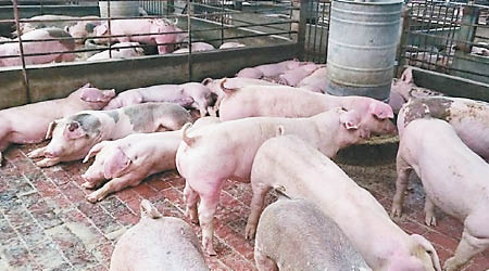 鄭州的非洲豬瘟疫區周一解除封鎖。（互聯網圖片）