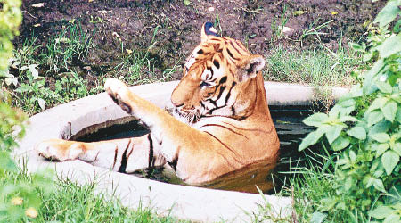 尼泊爾野生老虎數量正在增加。