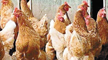 湖南爆發H5N6禽流感惹外界關注。（互聯網圖片）