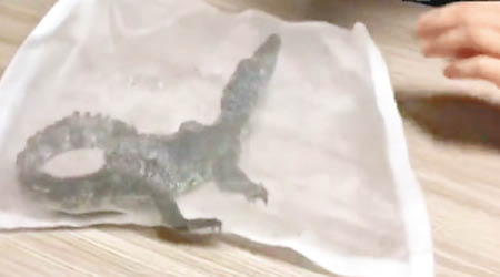 男童網購一條活鱷魚。（互聯網圖片）