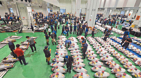 豐洲市場舉行首次吞拿魚拍賣。