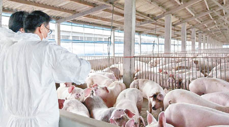 內地豬場加強檢疫，防範非洲豬瘟疫情。（互聯網圖片）