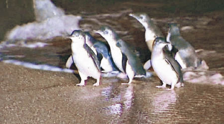小藍企鵝為世上體形最小的企鵝。（互聯網圖片）