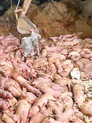 網傳湖南益陽市桃江縣，大量死豬被置於一個巨坑內集中處理的片段。（互聯網圖片）