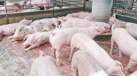 豬潲是傳播疫情的主要渠道。（互聯網圖片）