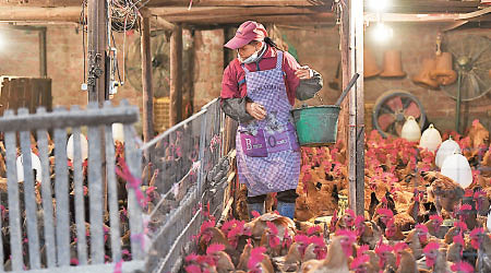 過往相關部門防控H7N9流感疫情時，活禽市場會臨時休市。（互聯網圖片）