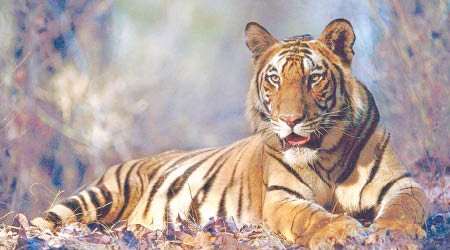 中國野生老虎數目稀少。