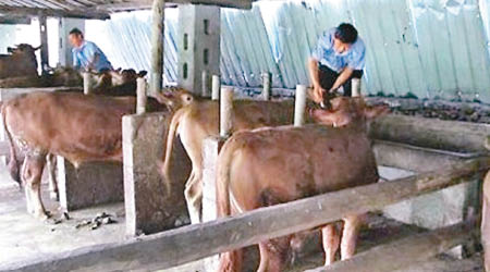 新疆爆發牛隻O型口蹄疫疫情。（互聯網圖片）