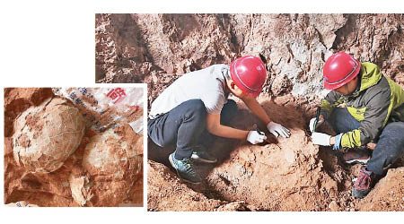 當局人員在現場挖掘出恐龍蛋（小圖）。（互聯網圖片）