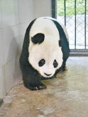 大熊貓高高正逐步適應新環境。