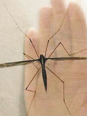 該蚊標本為世界上最大的大蚊科類標本。