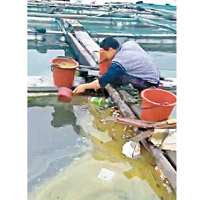 油污隨漲潮漂向周邊海域及魚排，造成污染。