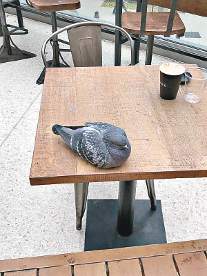 滑鐵盧站內不時有鴿子搶食物。（互聯網圖片）