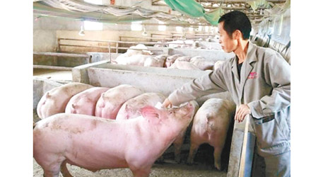 內地養殖場爆出非洲豬瘟疫情。（互聯網圖片）