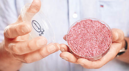實驗室肉由動物細胞培養。（美聯社圖片）