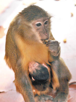 金肚白眉猴是極為罕有的品種。（美聯社圖片）