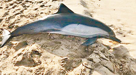 美國加州曼哈頓海灘海豚被槍殺。