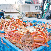 松葉蟹在日本是人氣極高的食材。